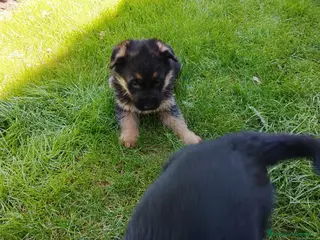 Pastor Alemán perros Preciosa camada de pastores alemanes - Anuncio 3