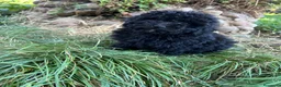 Caniche Toy perros en venta: Caniche apricot y caniche negro disponibles  - Anuncio 2