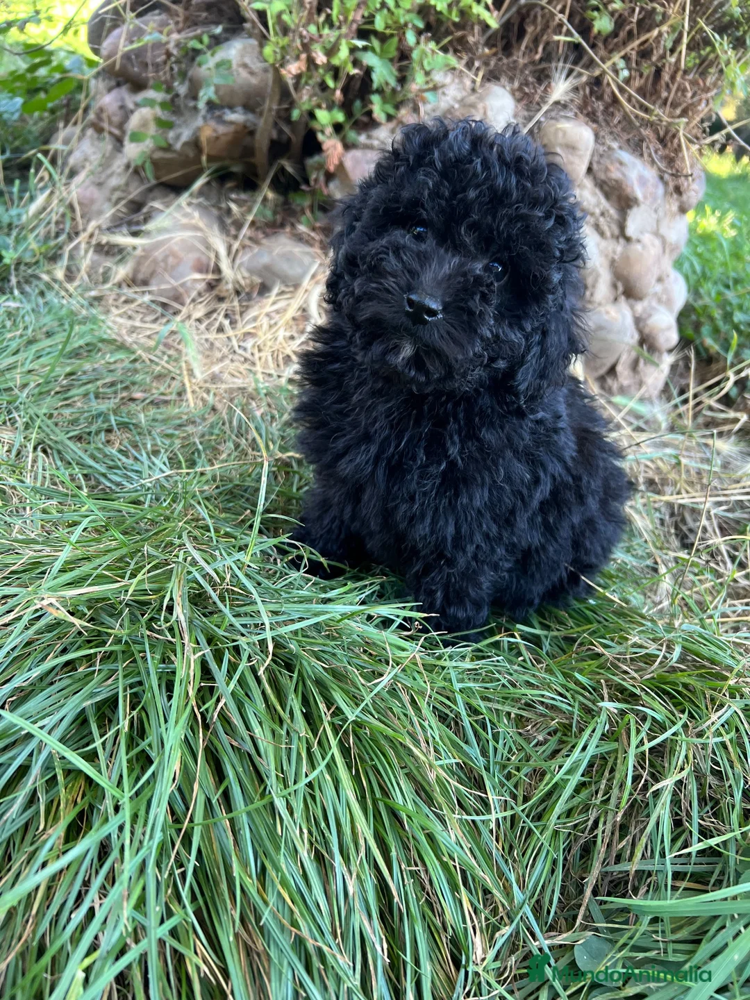 Caniche Toy perros en venta: Caniche apricot y caniche negro disponibles  - Anuncio 2