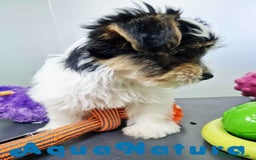 Biewer Yorkshire Terrier a la Pom Pon perros en venta: Yorkshire Biewer Hembra CJMM 1764 AQUANATURA - Imagen 6