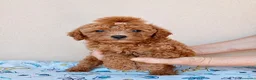 Caniche Toy perros en venta: Caniches toy  - Anuncio 8