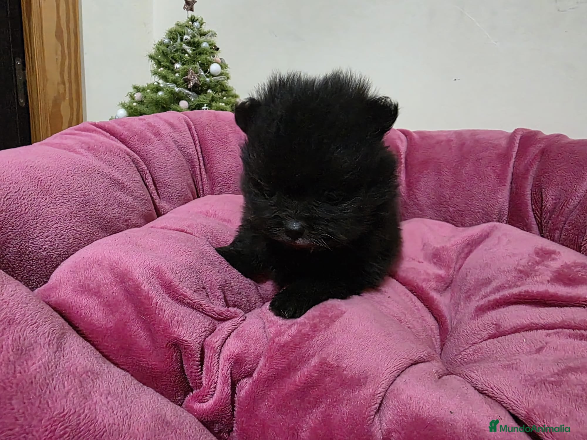 Pomerania perros Cachorritos pomeranian - Anuncio 1