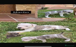 American Staffordshire-Terrier perros en venta: American Stanford Macho - Imagen 3