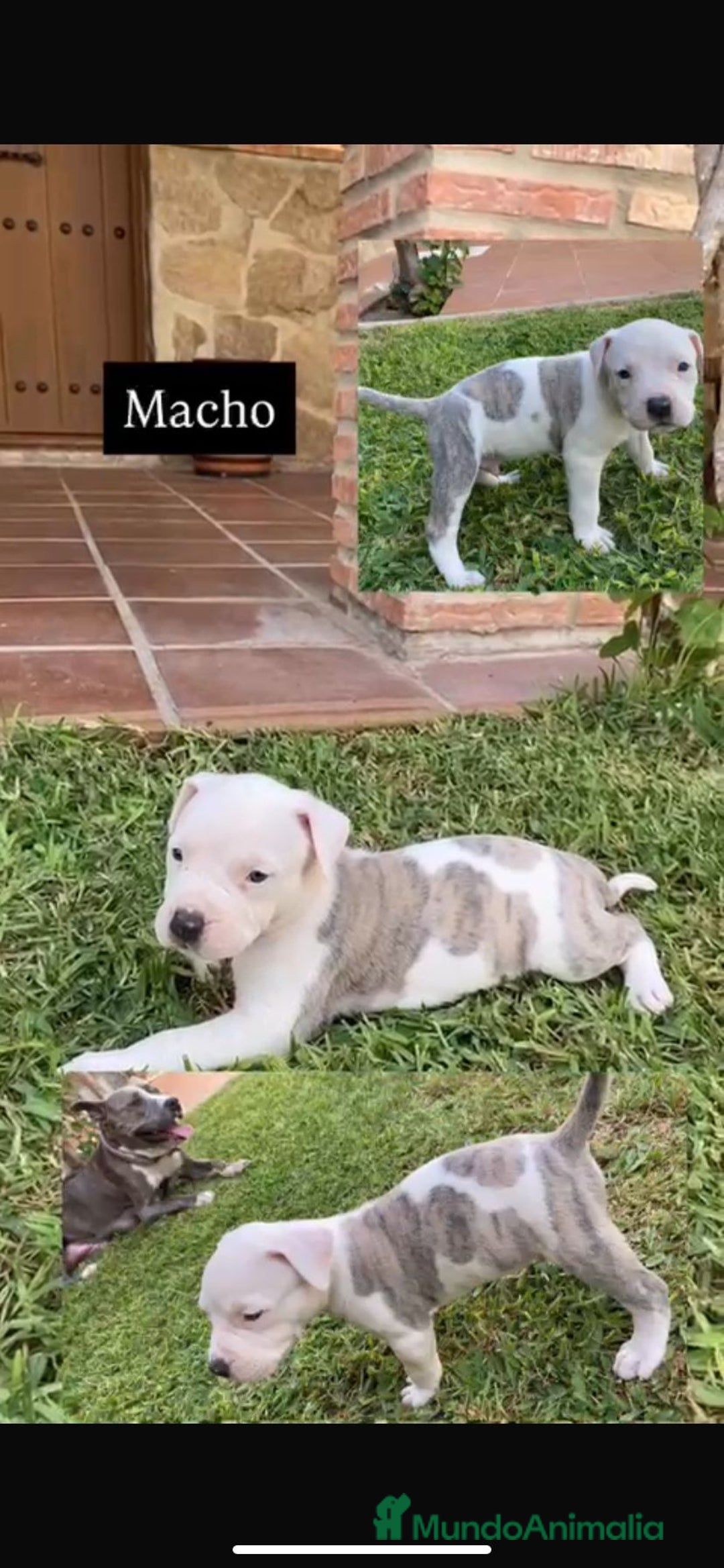 American Staffordshire-Terrier perros en venta: American Stanford Macho - Imagen 3
