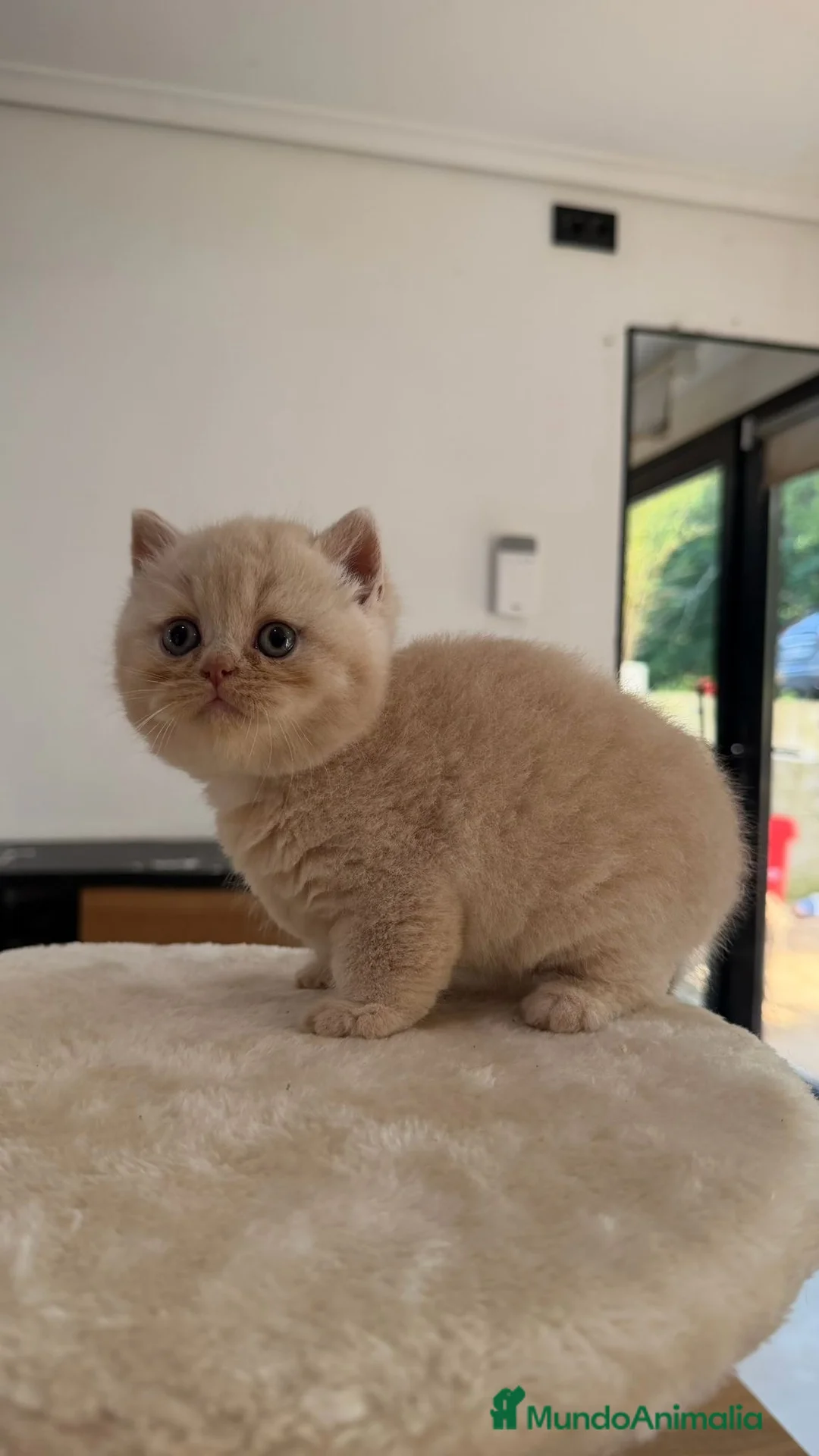 Británico de Pelo Corto gatos en venta: Cchorro British Shorthair  - Anuncio 3