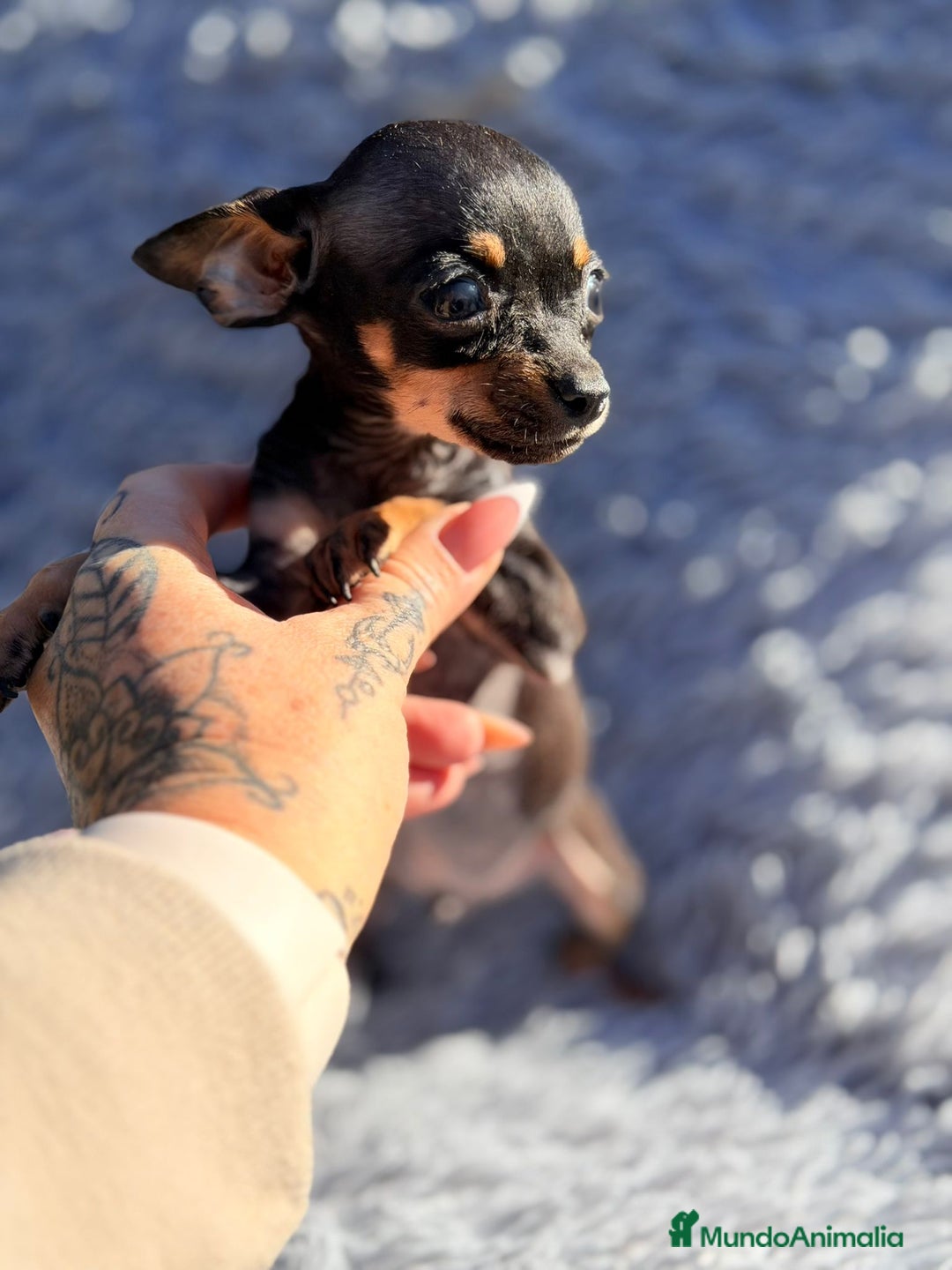 Ratón de Praga perros en venta: RATON DE PRAGA NEGRO FUEGO  - Anuncio 3