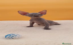 Sphynx gatos en venta: Preciosa hembrita gris - Imagen 5