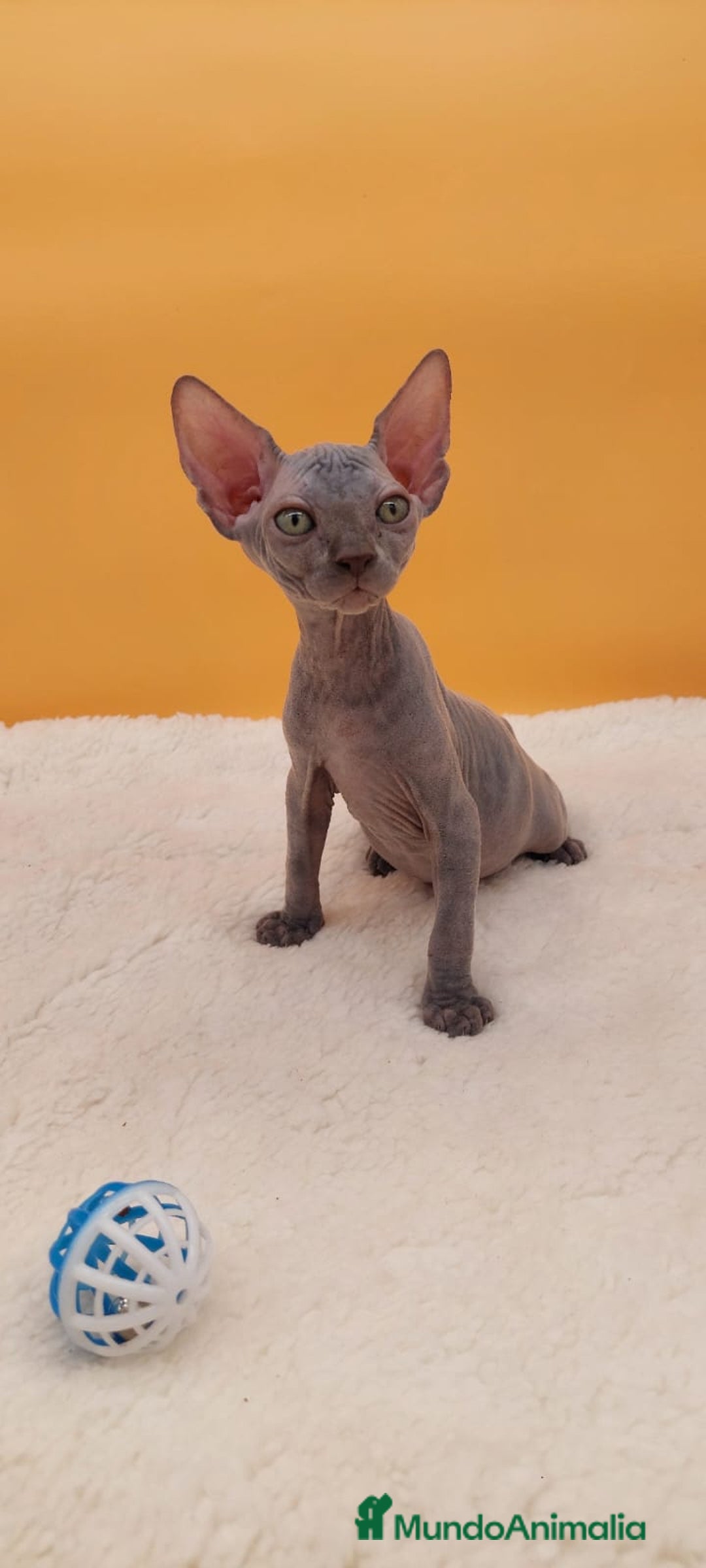 Sphynx gatos en venta: Preciosa hembrita gris - Imagen 5