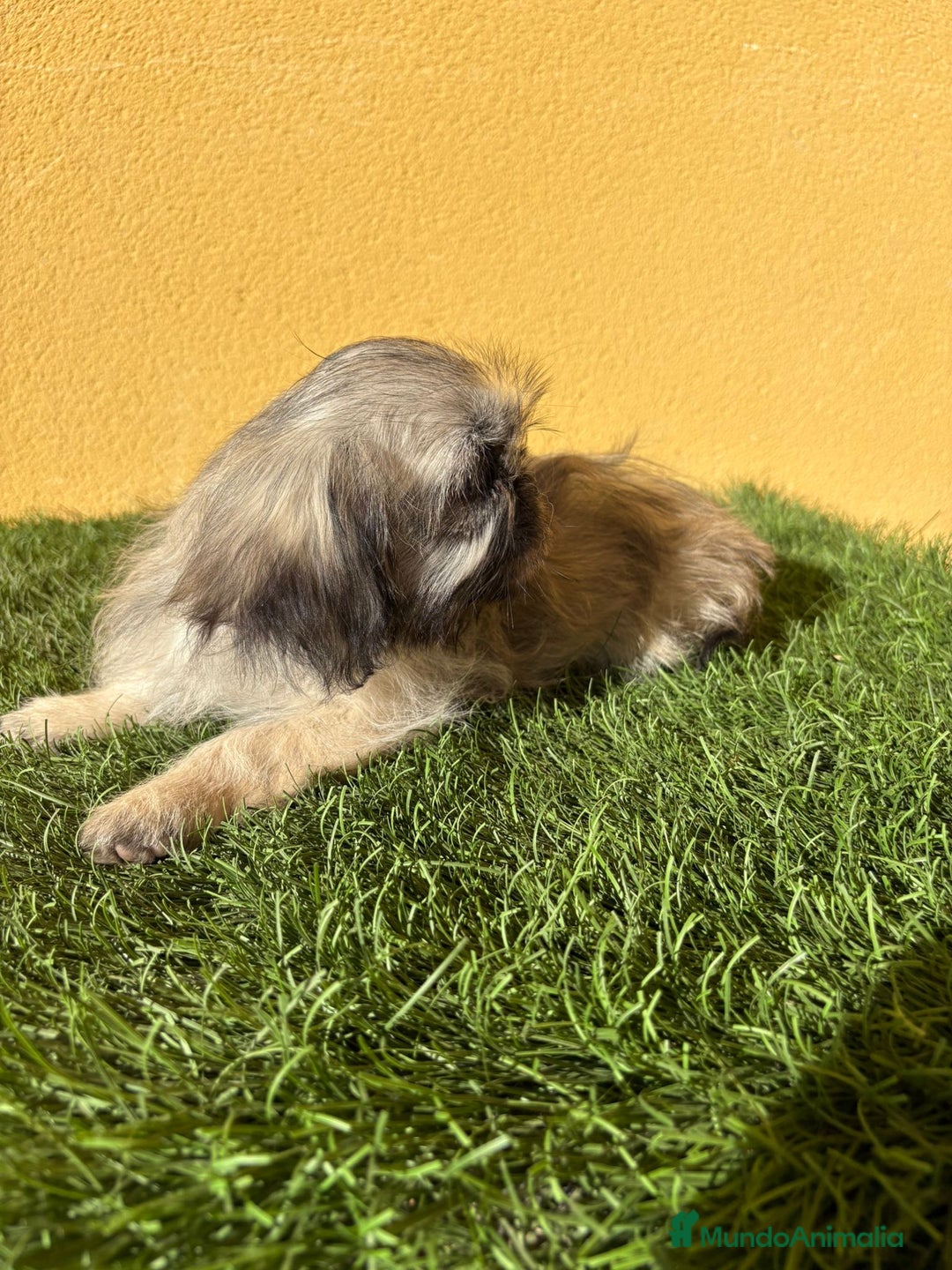 Pekinés perros en venta: pekinesa imperial hembra muy peluda - Imagen 6
