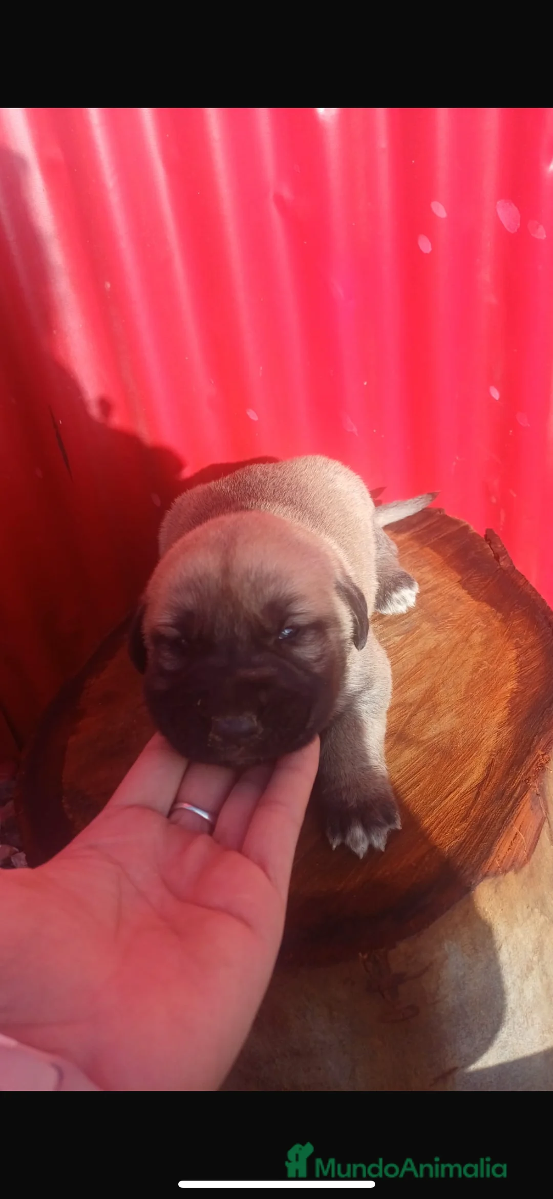 Mastín Español perros en venta: Camada preciosa de mastín español. - Anuncio 4