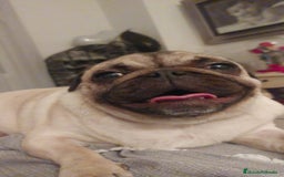 Carlino - Pug perros en venta: Carlino macho - Imagen 8