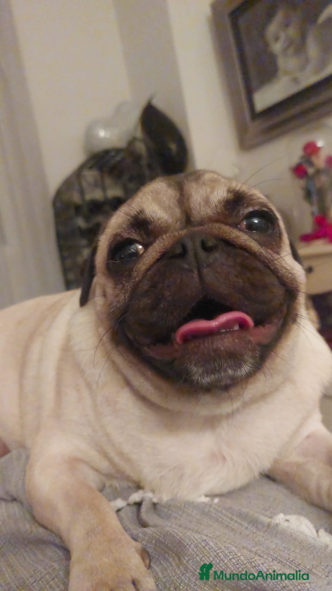 Carlino - Pug perros en venta: Carlino macho - Imagen 8