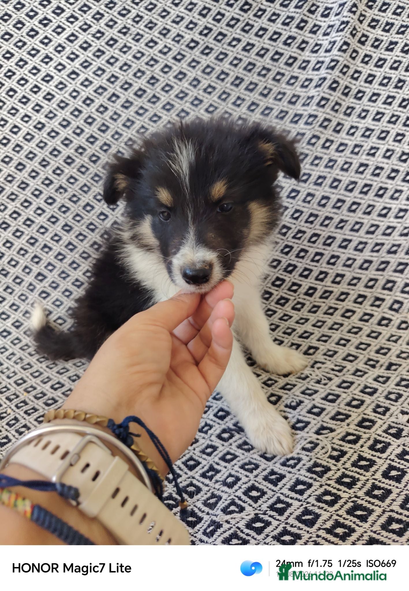 Collie de Pelo Largo perros Rough collie blue y tricolor  - Anuncio 1