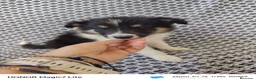 Collie de Pelo Largo perros en venta: Rough collie blue y tricolor  - Anuncio 1