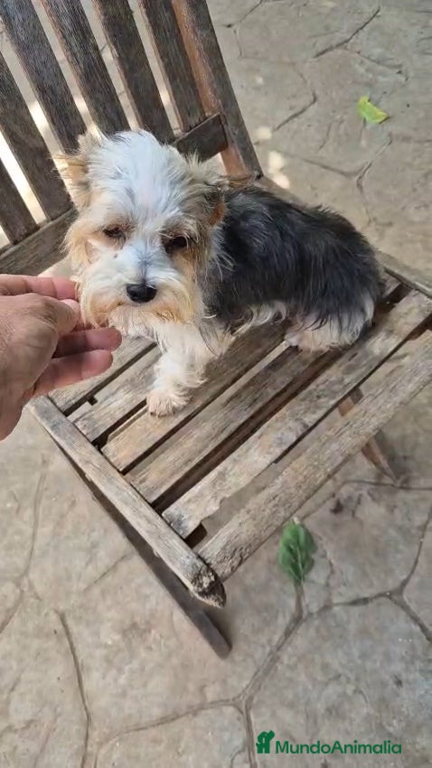 Raza Mixta perros Mix de yorsahire y chihuahua 💕 - Anuncio 1