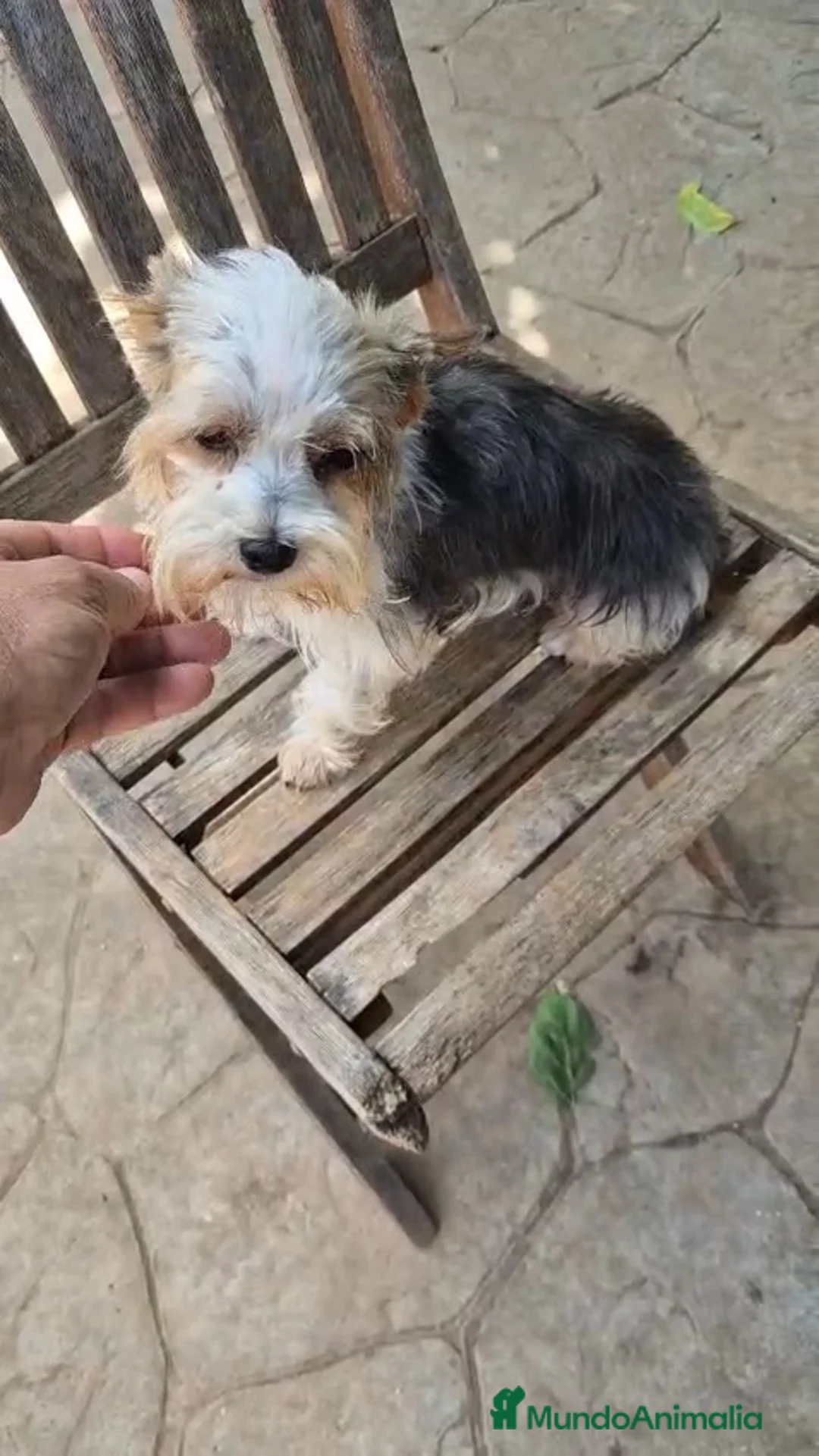 Raza Mixta perros en venta: Mix de yorsahire y chihuahua 💕 en Barcelona - Anuncio 1