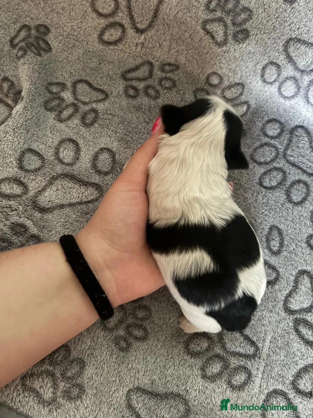 Shih Tzu perros en venta: Shihtzu disponibles  - Anuncio 4