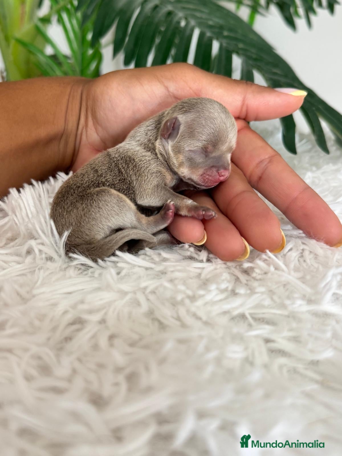 Chihuahua perros CHIHUAHUA LILAC 🎀 - Anuncio 1