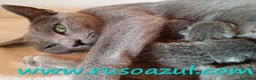 Azul Ruso gatos en venta: Azul Ruso disponibles - Anuncio 2