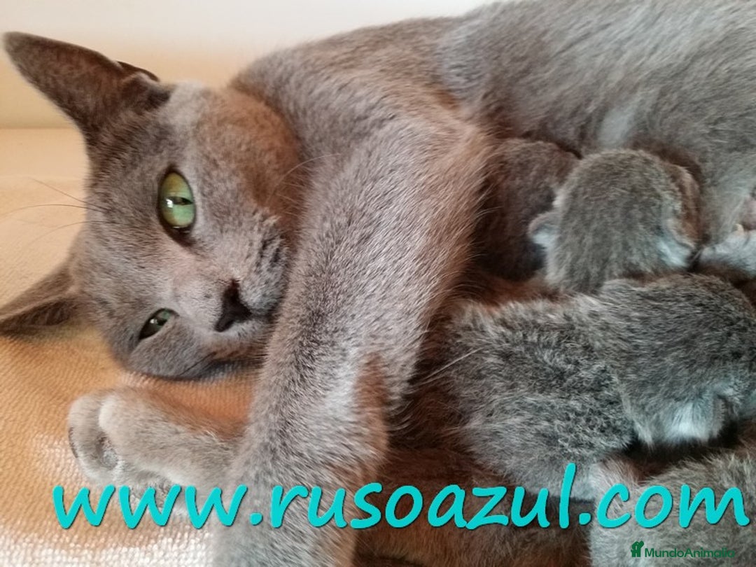 Azul Ruso gatos en venta: Azul Ruso disponibles - Anuncio 3