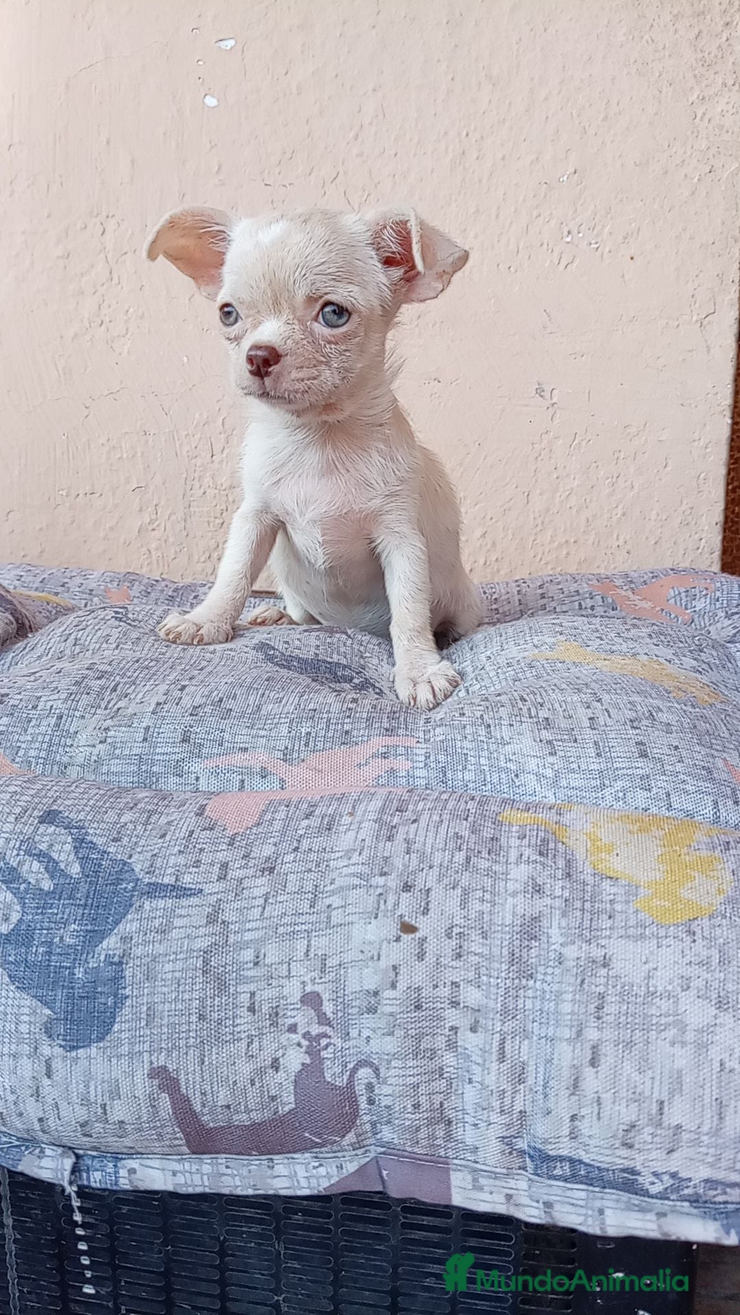Chihuahua perros Chihuahua toy - Anuncio 30