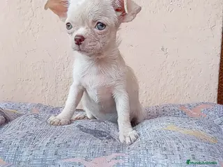 Chihuahua perros Chihuahua toy - Anuncio 32
