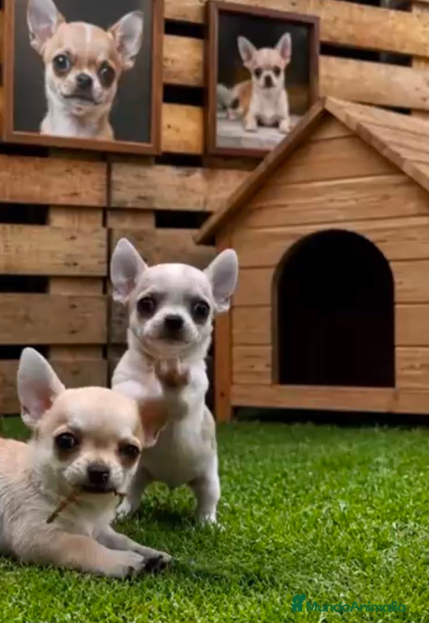Chihuahua perros Preciosos chihuahuas toy cabeza manzana - Anuncio 1