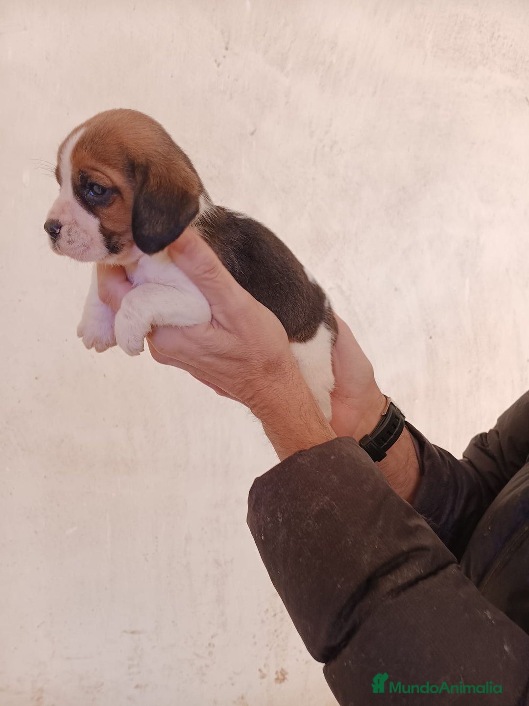 Beagle perros en venta: Beagle  - Anuncio 7