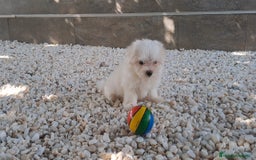 Bichón Maltés perros en venta: Cachorritas de Bichon Maltes  - Imagen 2
