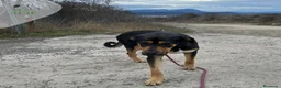 Raza Mixta perros en adopcion: THOR busca hogar - Anuncio 3
