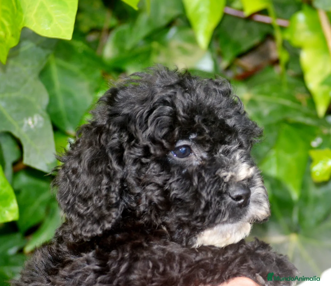 Perro de Agua Español perros en venta: CACHORRO PERRO DE AGUA ESPAÑOL  - Anuncio 20