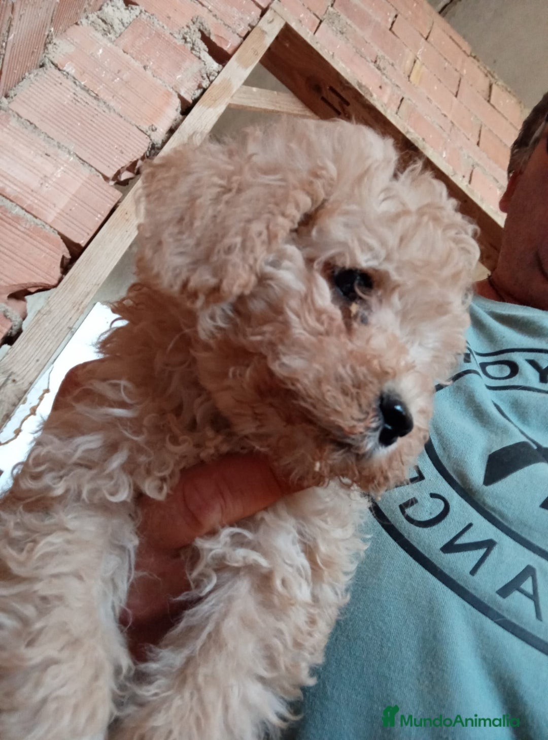 Caniche Toy perros en venta: CANICHE TOY HEMBRA Y MACHO  - Imagen 4