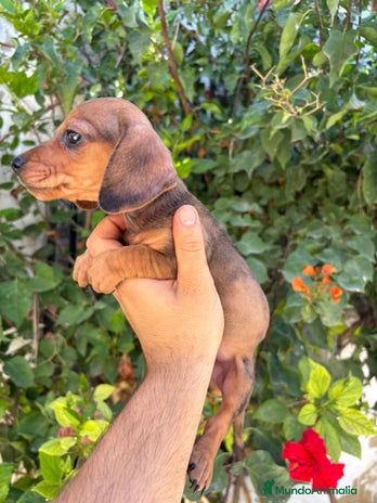 Teckel perros - Anuncio 1