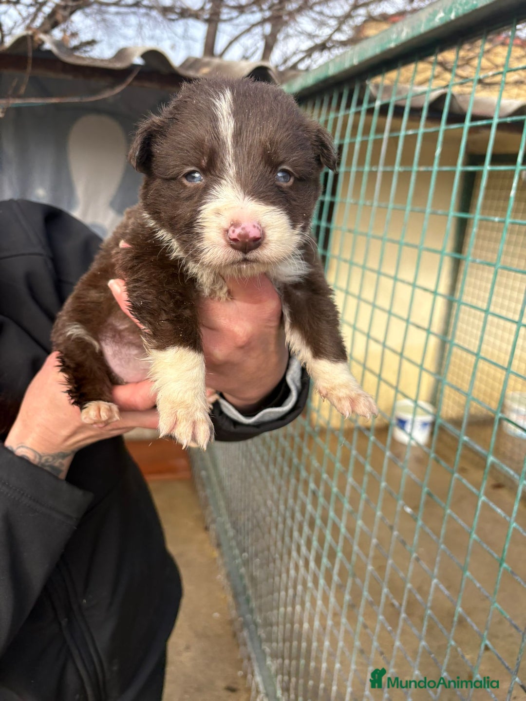 Border Collie perros en venta: Cachorro hembra Border Collie Chocolate  - Anuncio 10