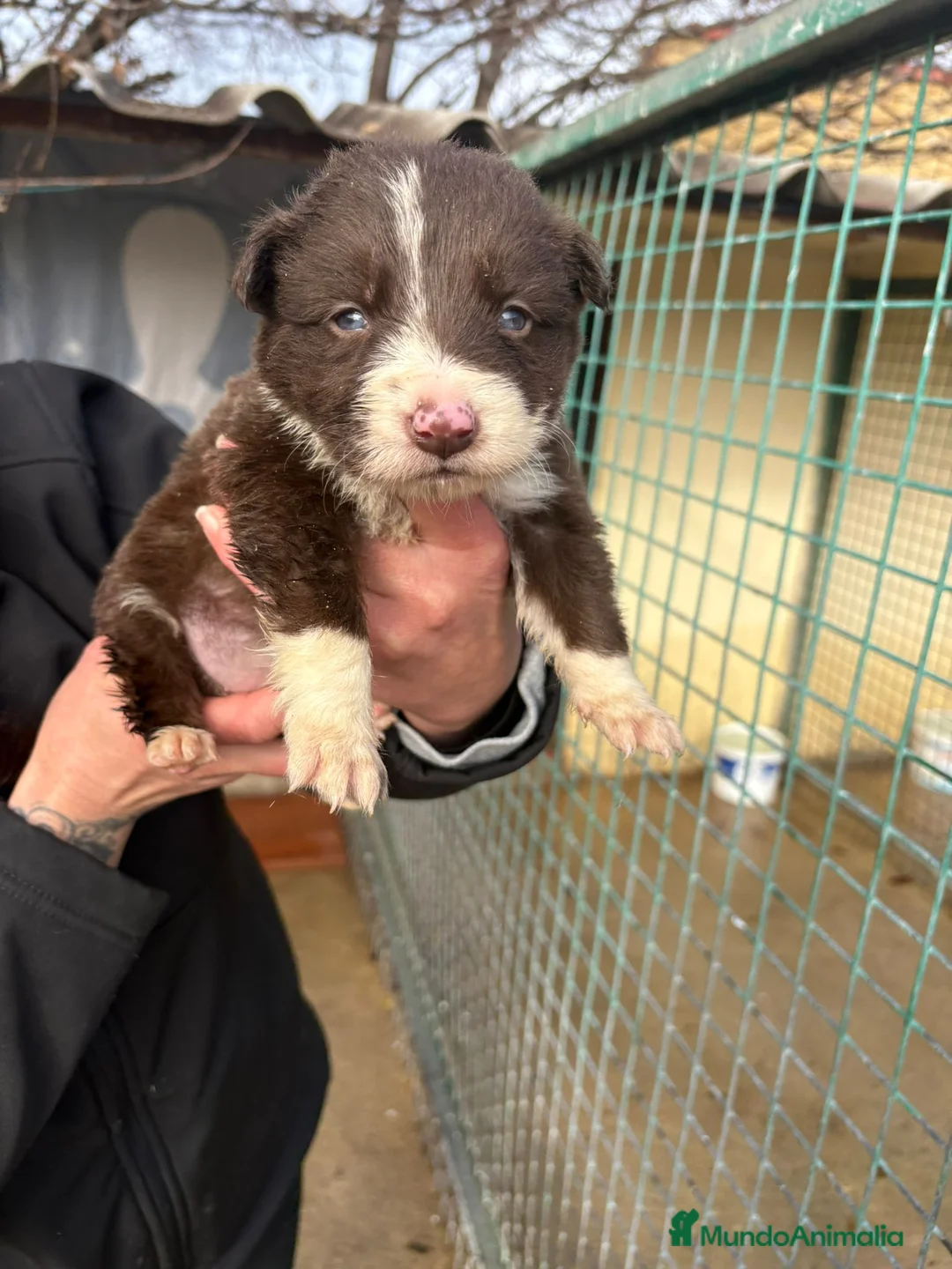 Border Collie perros en venta: Cachorro hembra Border Collie Chocolate  - Anuncio 10