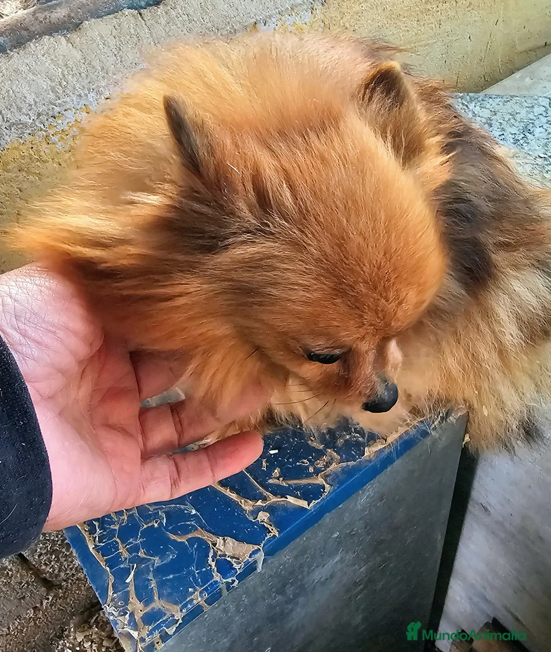 Pomerania perros en venta: Preciosas hembras de Pomerania mini - Anuncio 2
