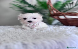 Bichón Maltés perros en venta: BICHON MALTES HEMBRA - Imagen 7