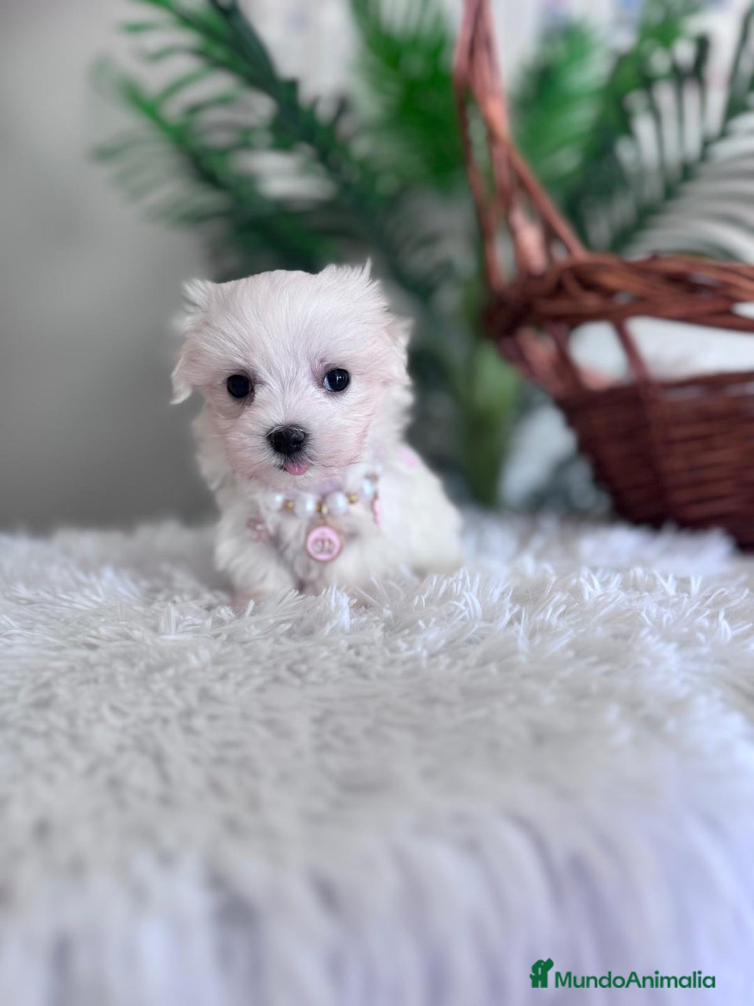 Bichón Maltés perros en venta: BICHON MALTES HEMBRA - Imagen 7