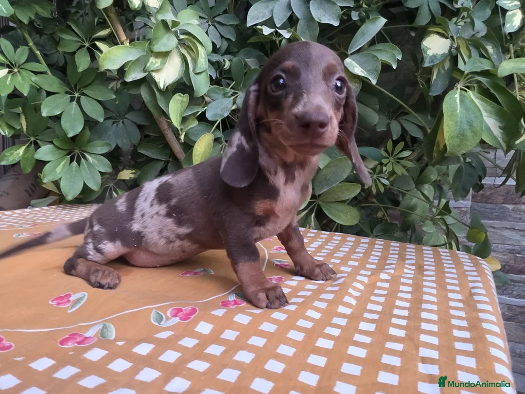 Teckel Miniatura perros en venta: TECKEL MINIATURA ARLEQUIN CHOCOLATE - Anuncio 1
