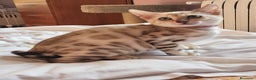Bengalí gatos en venta: Bengalí Hembra - Anuncio 2