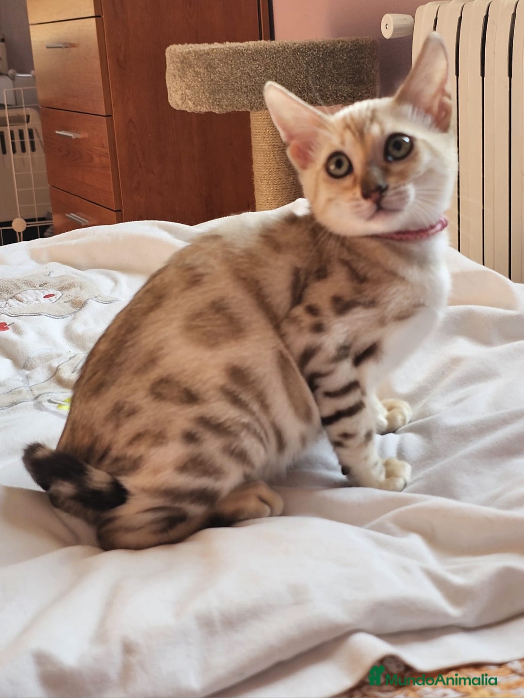 Bengalí gatos en venta: Bengalí Hembra - Imagen 2