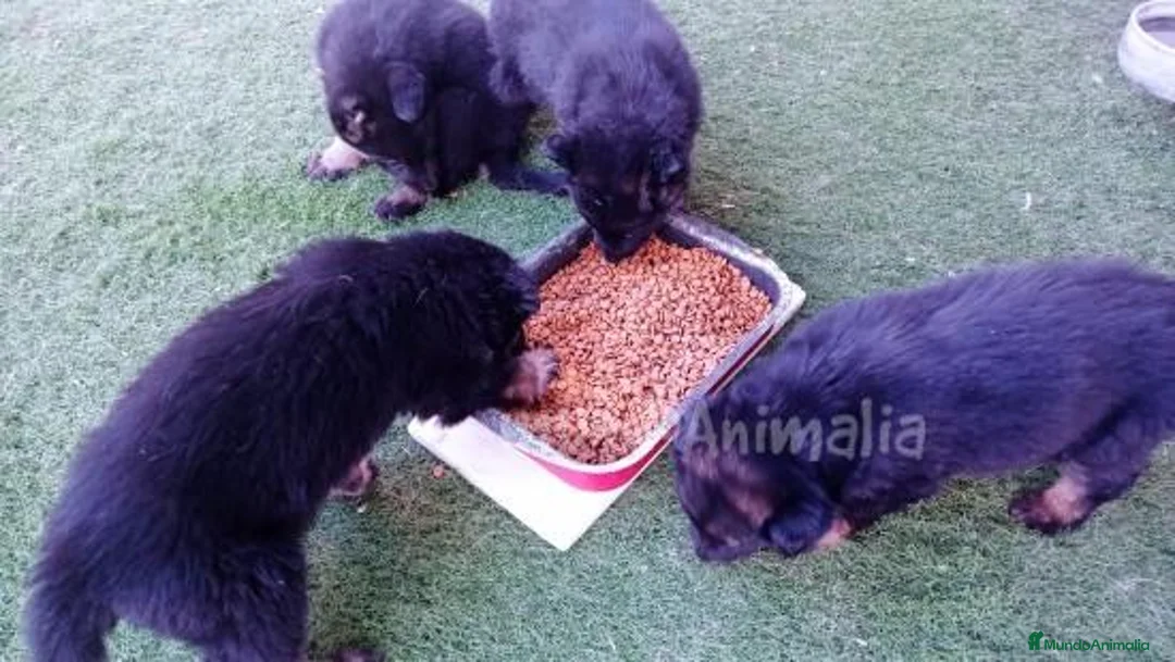 Imagen de galería {{count}}