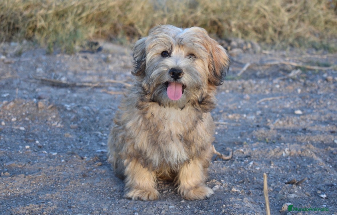 Morkie perros BICHON MALTÉS Y YORKSHIRE  - Anuncio 1
