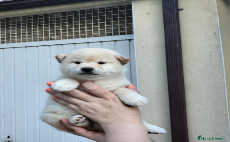 Shiba Inu perros - Propaganda 4