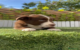 Border Collie perros en venta: BORDER COLLIE HEMBRA CHOCOLATE - Imagen 5