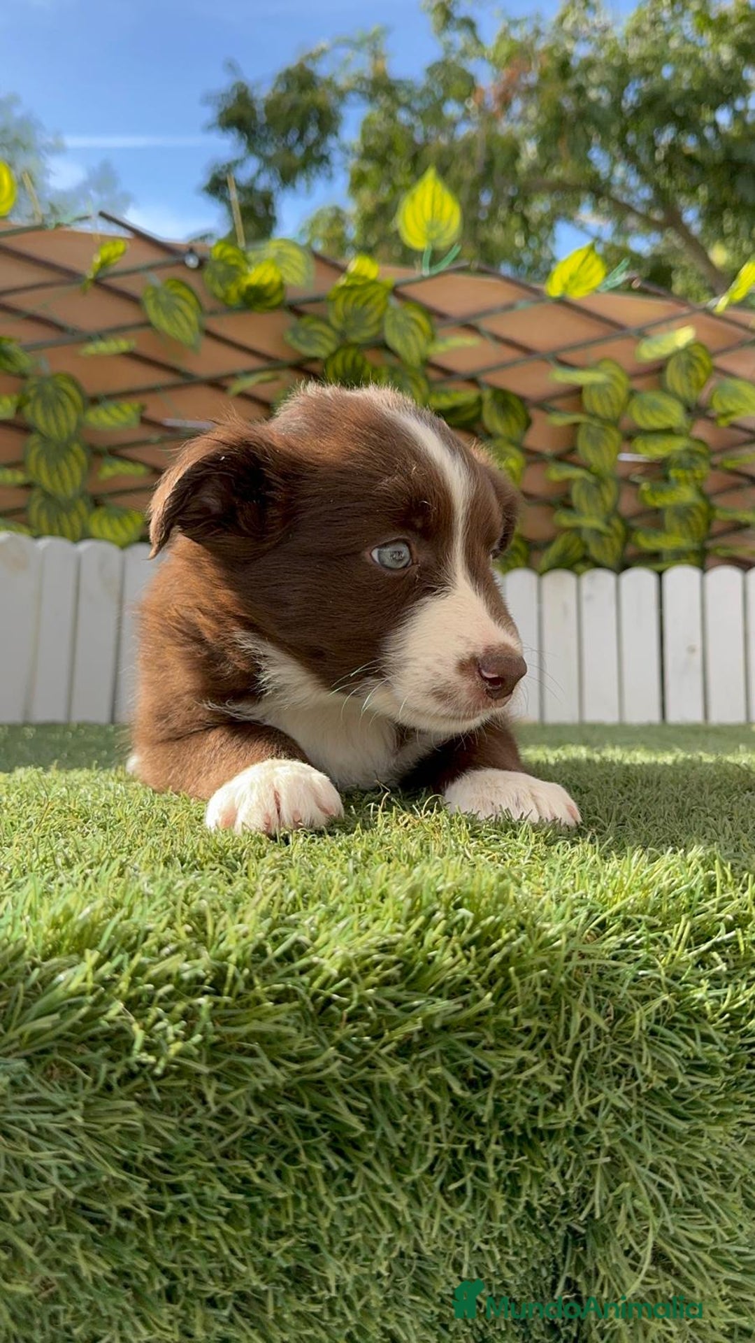 Border Collie perros en venta: BORDER COLLIE HEMBRA CHOCOLATE - Imagen 5