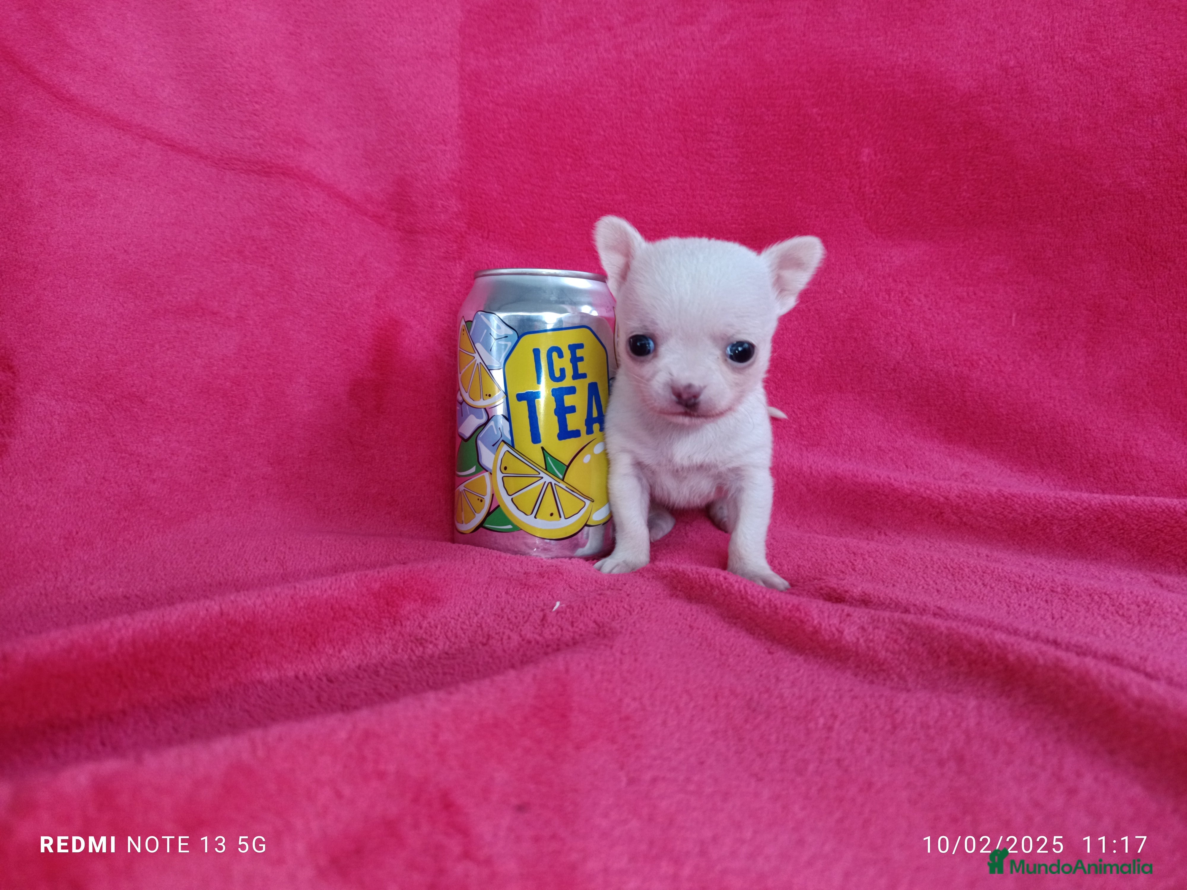 Chihuahua perros Chihuahua de bolsillo en Badajoz - Anuncio 2