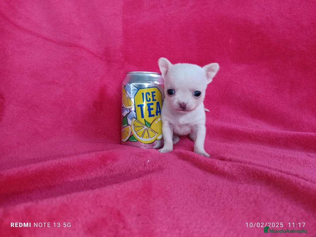 Chihuahua perros en venta: Chihuahua de bolsillo en Badajoz - Anuncio 2