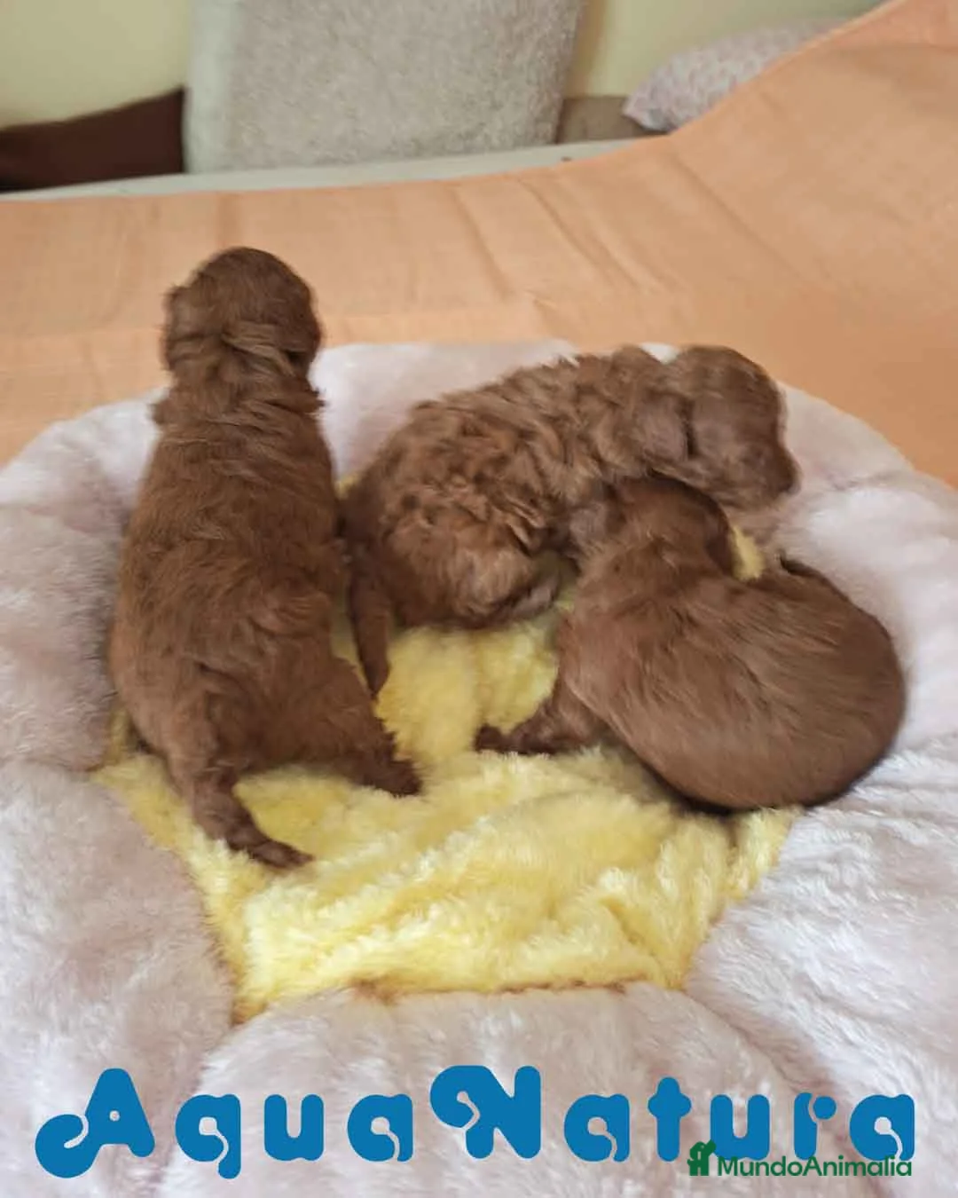 Caniche Toy perros en venta: Camada Caniche Machos Virgi AQUANATURA - Anuncio 2