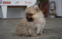 Pomerania perros en venta: 🐾 Sparky y Amapola – Pomerania miniatura 🐾 - Imagen 7